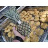 DRIED PINEAPPLE from MANUFACTURER'S FACTORY