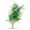 Floral water of rosemary