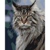 Опт-картина / Paint by number CAKADU 40x50 Maine Coon