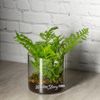 Kaemingk / Artificial fern Diplasium in a glass vase 25 cm