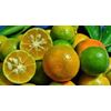 Kumquat Fresh Sapo