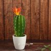 Kaemingk / Artificial potted plant Cactus Red Crown 24 cm