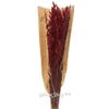 Kaemingk / Dried flowers for floristry Oats 50 cm red