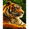 Опт-картина / Pittura con numeri 40x50 Tiger
