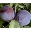 Plums Black Splendor