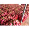 Fresh dragon fruit