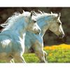 Опт-картина / Pintura por números 40x50 Cavalos Brancos