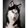 Опт-картина / Painting by numbers 40x50 Sly husky