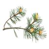 Pine oil