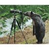 Опт-картина / Картина по номерам 40х50 Любопытный медведь