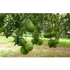 Pomelo (Citrus maxima, Citrus grandis)
