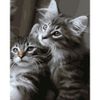 Опт-картина / Pintura por números Gatitos 40x50
