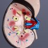 Сималенд / Human Kidney Layout