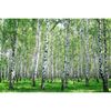 Greengo / Photo Banner, 300 × 200 cm