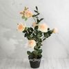 Kaemingk / 花盆中的人造花 Rose Dolce Vita 80 厘米