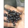 Aronia (Aronia) frozen