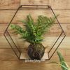 Kaemingk / Artificial fern in kokedam Delaware maidenhair 35 * 28 cm