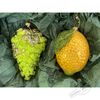 Holiday Classics / Set of Christmas decorations "Fruit Duet"