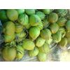 Fresh coconuts