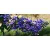 Essential oil of Vitex Agnus Castus