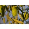 Tunisian Pearl Olive Oil