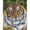 Опт-картина / Pintura por números 40x50 Tigre