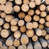 Sawlog