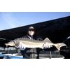 Sturgeon caviar
