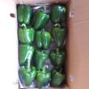 FRESH CAPSICUMS / BELL PEPPER