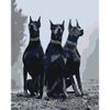 Опт-картина / Paint by number CAKADU 40x50 Three Dobermans