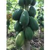 Papaya fresh STG