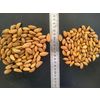 Almonds