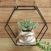 Kaemingk / Artificial plant in pots Gasteria 30 cm