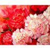 Опт-картина / पेंटिंग उज्ज्वल peonies