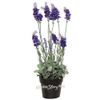 Kaemingk / Flor Artificial Lavanda Imperial em um vaso de 38 cm