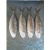 Horse mackerel scad