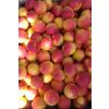 Apricots harvest 2019