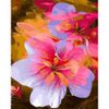 Опт-картина / Pittura con numeri 40x50 GX 27228 Fiori delicati