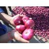 Fresh red onion