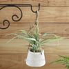 Kaemingk / Artificial plant in pots Haworthia 30 cm