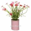 Kaemingk / Artificial flower in a planter Verbena 22 cm, pink