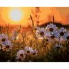 Опт-картина / Dipinto con numeri 40x50 Margherite al tramonto