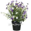 Kaemingk / Hoa giả trong chậu Daisy Purple 28 cm