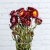 Kaemingk / Dried flowers for bouquets Gelikhrizum 50 cm red