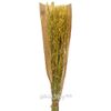 Kaemingk / Dried flowers for floristry Oats 50 cm yellow
