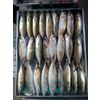 Fresh Frozen Indian Mackerel