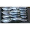 Sardine hilsa