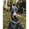 Опт-картина / Malen nach Zahlen 40x50 Dobermann