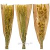 Kaemingk / Dried flowers for floristry Falaris 50 cm yellow