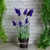 Kaemingk / Flor Artificial Lavanda Imperial em um vaso de 38 cm